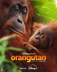 <span class="title">オランウータン/Orangutan(2026)</span>